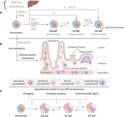Beyond Immunity: Underappreciated Functions of Intestinal Macrophages